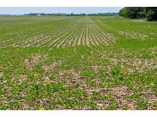 Property photo 5 - LAND AUCTION - 700+/- ACRES OFFERED IN 16 TRACTS IN ALLEN COUNTY, INDIANA